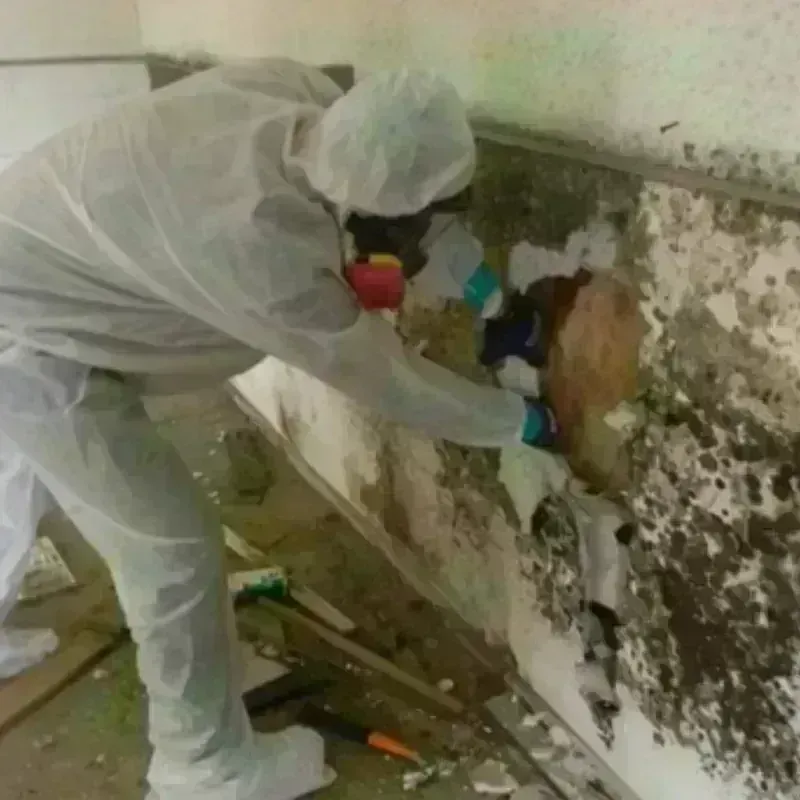 Mold Remediation and Removal in Chichester, NH